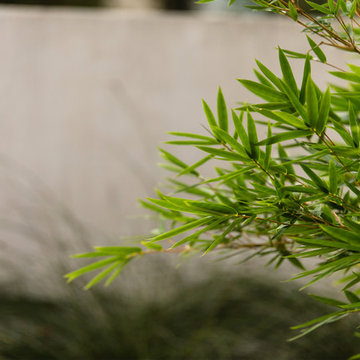 Rosedale Modern Courtyard