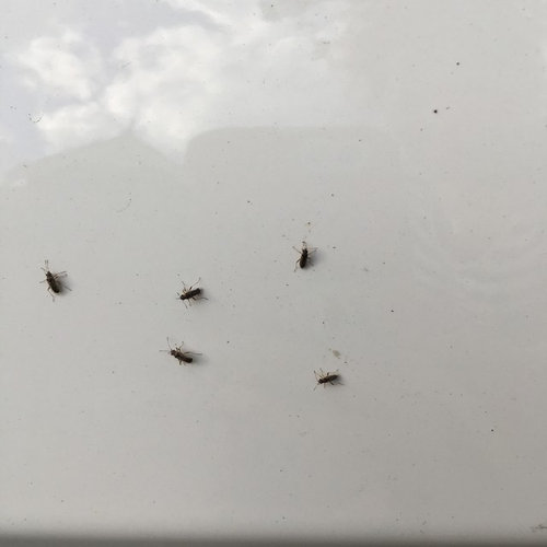 Fly infestation help!