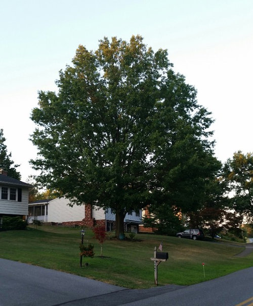 Oak tree dropping leaves early?