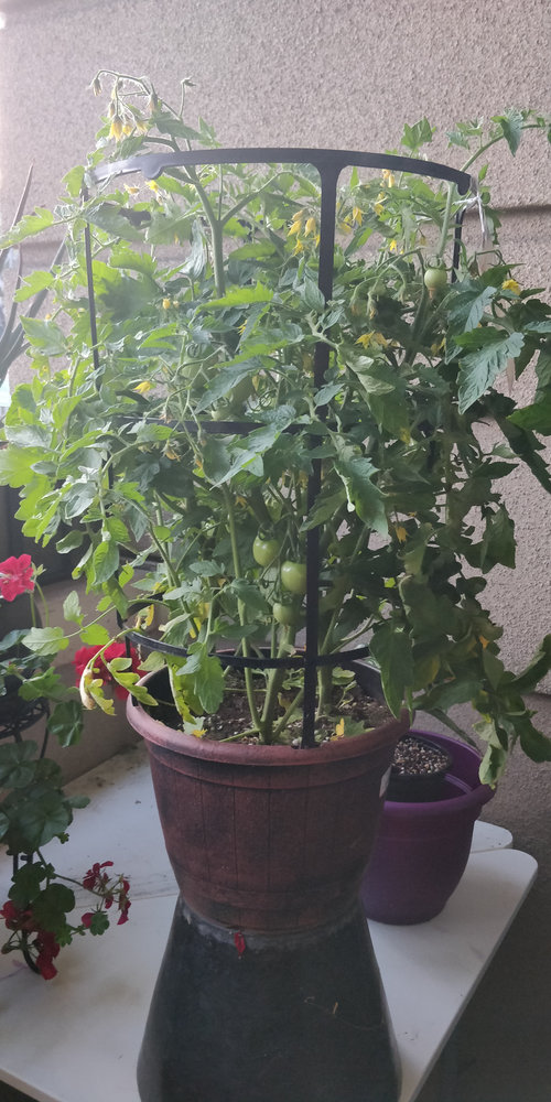 New tomato plant