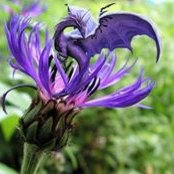 Gene Anderson's photo