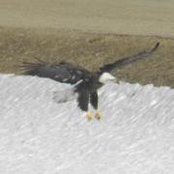 Pam Crow's photo