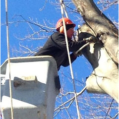 Branch Manager Tree Service LLC