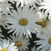 Jennifer Shar's photo