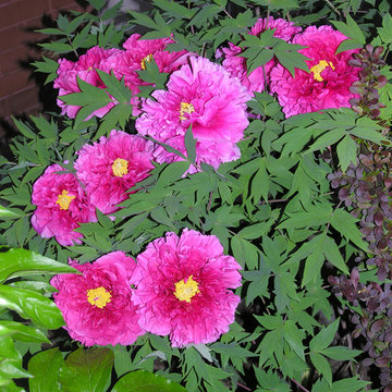 Perennial favorites | Artistry Landscaping Design