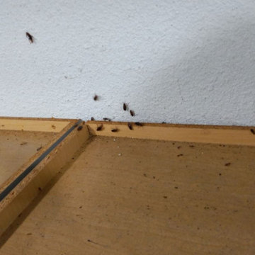 Cockroach Extermination in San Antonio, TX
