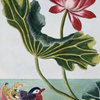 Fine Art Murals 18th Century French Print of Red Water Lily of China Ii  - 24 In