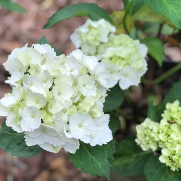 Our White Hydrangeas in May (Hydrangea macrophylla)