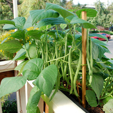 'Jade' Green Beans Growing in a Window Box