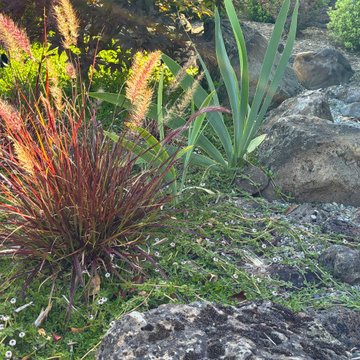 Peninsula Lawn Conversion to Modern Japanese Garden