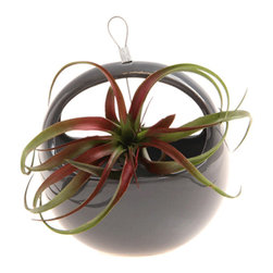 Hanging Aerium Nest Planter-Charcoal - Products