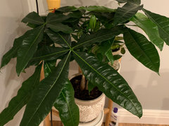 pothos golden Golden Pothos in Hanging Basket, Epipremnum Aureum