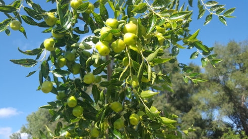 Jujube Are Looking Good This Year Jujube Are Looking Good This Year