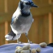 Patricia Acuña Bromberg's photo