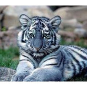 Tyger Monroe's photo