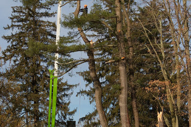 Tree Removal