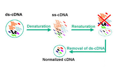 Normalized cDNA Library
