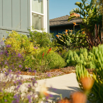 Explosive Color & Whimsical Plants