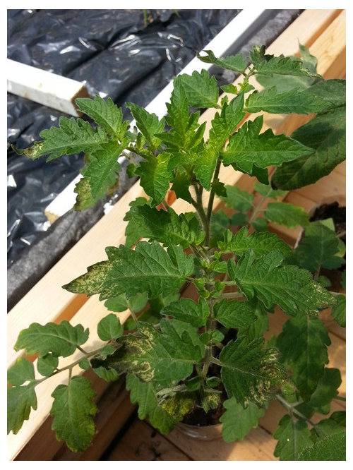 tomato leaves drying up