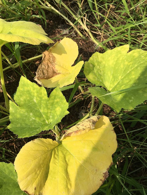 Pumpkin Plants Leaves Withering
