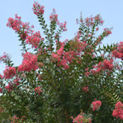 Sree Saphire's photo