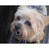 Michelle Gesualdo's photo