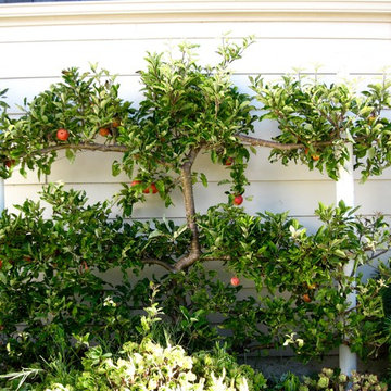 Plant Lovers Garden Design