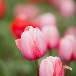 Tulip Duo - Artwork