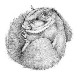 Leadbeater Dreams Gicl&eacute;e Print - Fine Art Prints