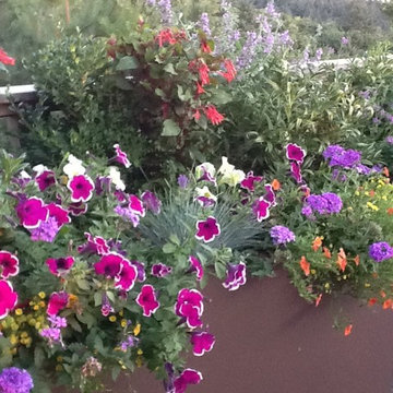 Container Gardens
