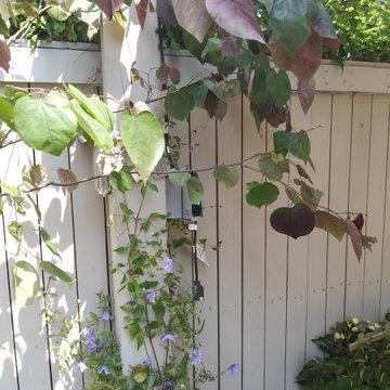 Small Family Garden in Capitol Hill