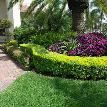 front yard