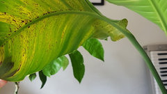 alocasia black velvet variegata Alocasia 'Black Velvet Ninja' Albo Variegated *Grower's Choice* main image 0