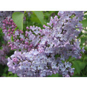 Jennifer Noble's photo
