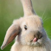 Kim Williford Lewis's photo