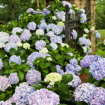 Dear Dolores™ Hydrangea Hydrangea macrophylla 'HM2' Dear Dolores™