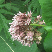 Pictures for Garden Web Trading List, Seed Exchange