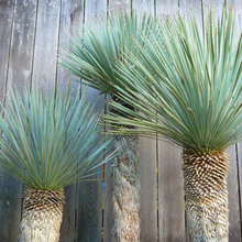 Plants & Landscape
