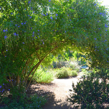 Southwestern Plants