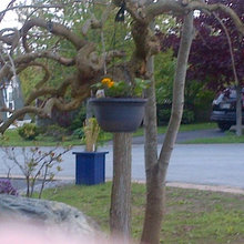 outside front yard