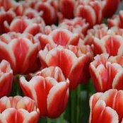 Sonia Borer's photo