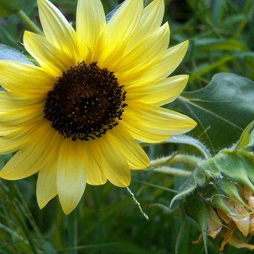 Girasole