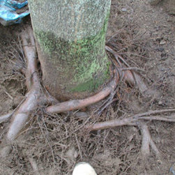 Root Care - Products