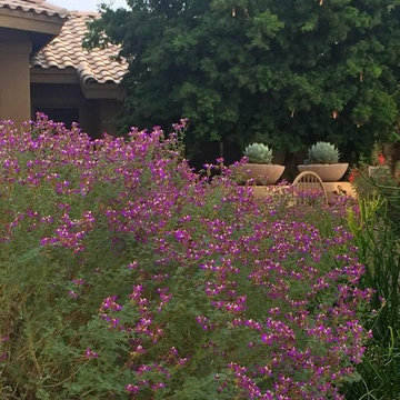 Southwestern Plants