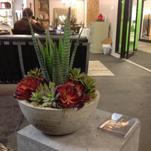 Indoor Potted Plants