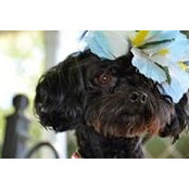 Stepheny Antrobus's photo