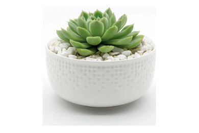 Succulent Bowl