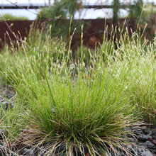 House Inspiration - Exterior - Plants - Lower Level