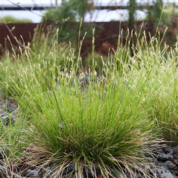 Carex Eburnea