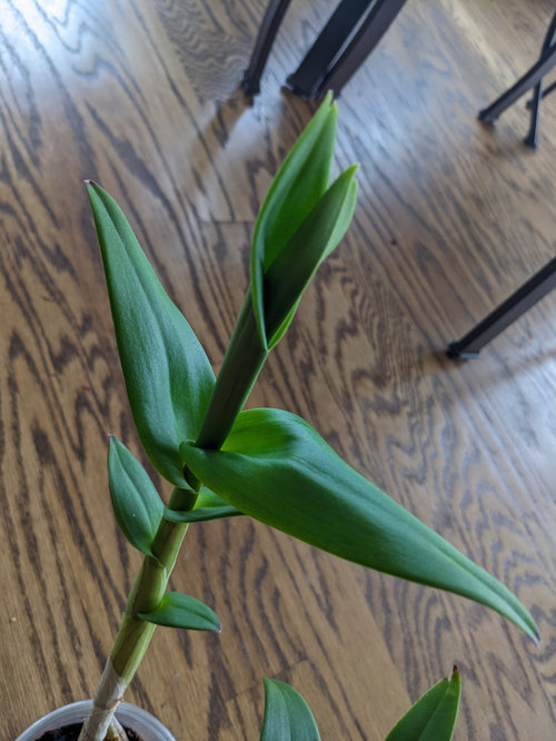 Funnel leaves on my dendrobium orchid